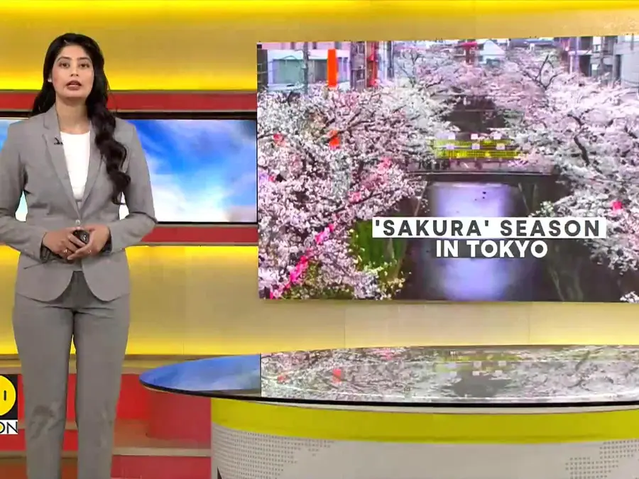 Tokyo's cherry blossoms draw crowds at peak bloom
