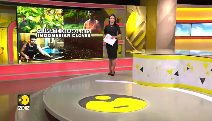 Clove yields drop 40% as Indonesian farmers feel the heat