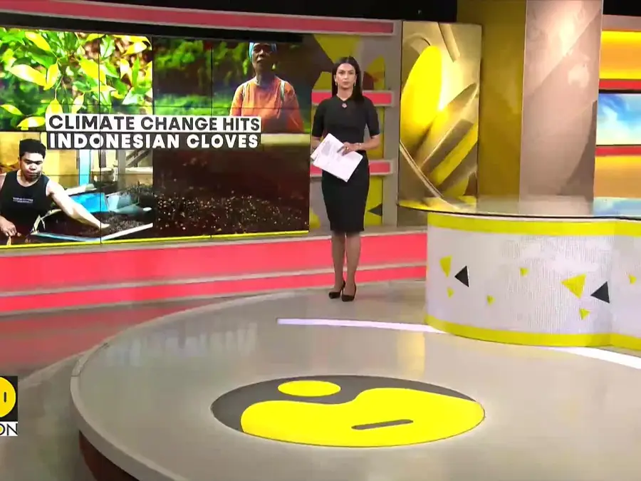 Clove yields drop 40% as Indonesian farmers feel the heat