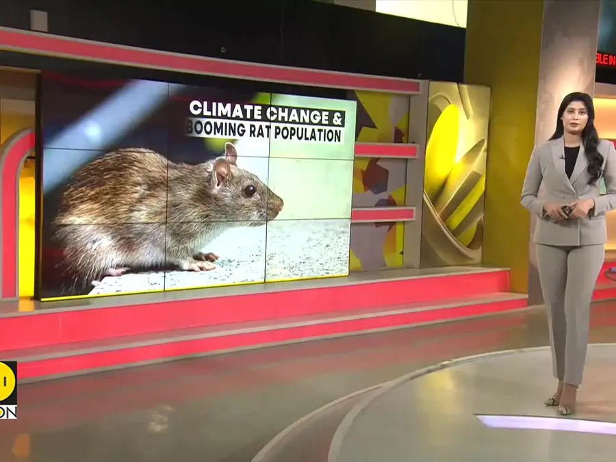 Rat population rising with climate change