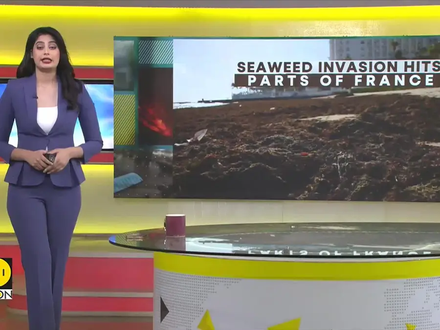 Seaweed invasion hits parts of France