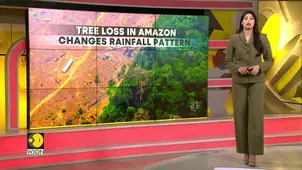Amazon tree loss may worsen both floods and droughts: Study