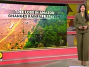 Amazon tree loss may worsen both floods and droughts: Study