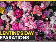 Colombia's pocket full of roses on Valentine's day