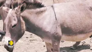 Pakistan opens first donkey slaughterhouse to meet China's growing demand