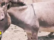 Pakistan opens first donkey slaughterhouse to meet China's growing demand