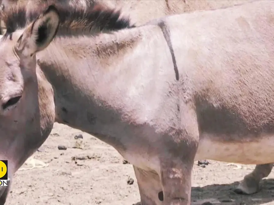 Pakistan opens first donkey slaughterhouse to meet China's growing demand