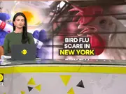 Bird flu scare in New York: New bird flu strain detected in US dairy cows