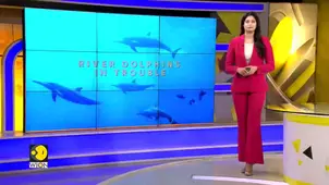 Report warns Indias national aquatic animal, river dolphin, under serious threat
