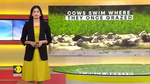 As Bolivia grasslands flood, cows swim where they once grazed