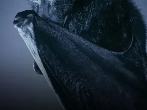 '1,000 heartbeats per minute': How flying shields bats from deadly viruses