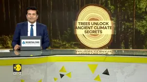 Tree rings reveal how climate toppled Chinese dynasties