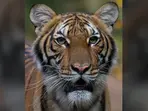 India: Woman killed in tiger attack in Kerala's Wayanad; order issued to kill or capture animal, says minister