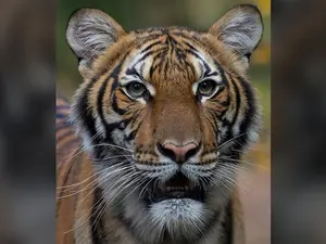 India: Woman killed in tiger attack in Kerala's Wayanad; order issued to kill or capture animal, says minister