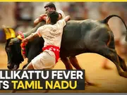 India: Tamil Nadu celebrates it's rich heritage with bull-taming competition