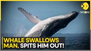 Humpback whale swallows kayaker, spits him out unharmed