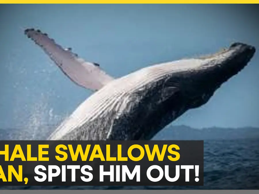 Humpback whale swallows kayaker, spits him out unharmed
