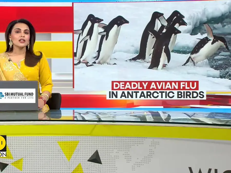 Deadly avian flu spreading in Antarctica