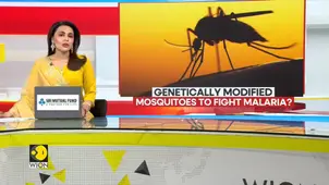 Scientists develop genetically-modified mosquitoes to fight malaria