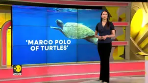 Endangered Olive Ridley turtle travels 3,500 km across India