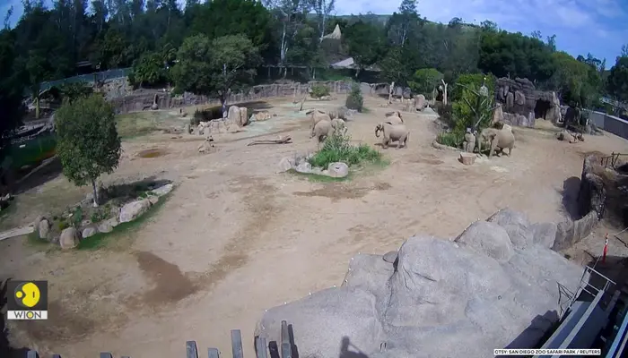 San Diego earthquake: elephants huddle to protect their young, as earthquake hits southern California