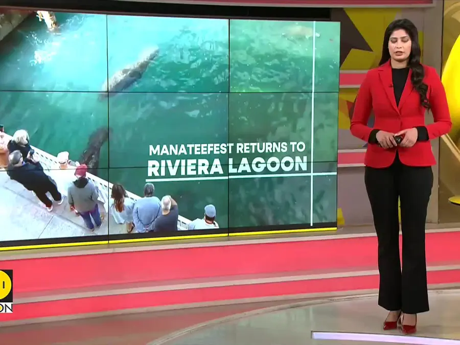 Manatees Flock To Florida Power Plants For Winter Warmth