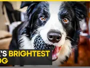 Canine genius: Harvey can remember over 200 toys