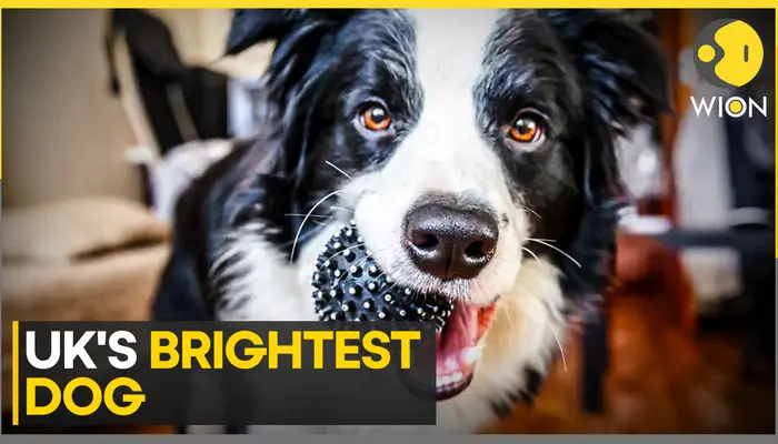 Canine genius: Harvey can remember over 200 toys