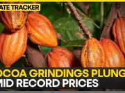 Cocoa grindings hit 4 year low in Europe, Asia