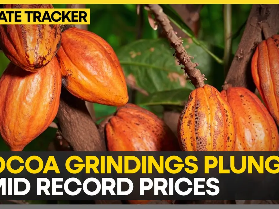 Cocoa grindings hit 4 year low in Europe, Asia