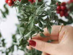 5 Indoor Plants for Christmas Decoration