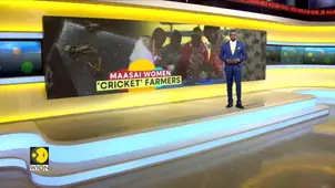 Maasai women turn to cricket farming to beat climate change