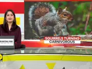 GRAVITAS: California Squirrels Turning Into Carnivorous Killers