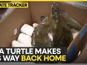 Eight turtles released after Florida cold snap