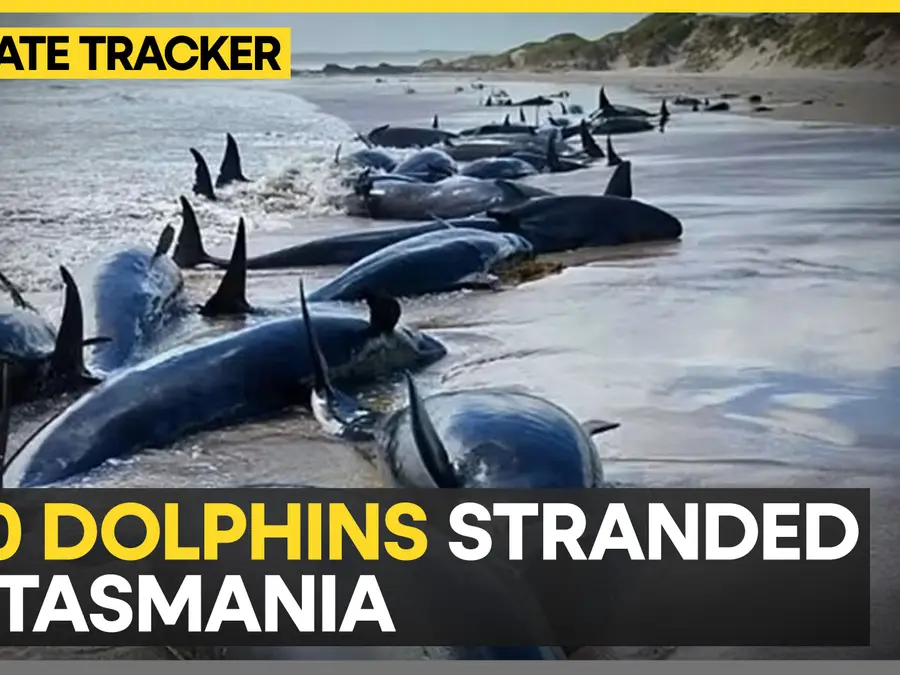 Australia: Dolphin rescue efforts underway in Tasmania