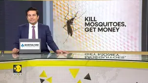 Manila neighbourhood puts bounty on dengue-carrying mosquitoes