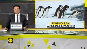 South African court halts fishing for 10 years to protect African penguins