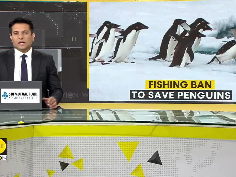 South African court halts fishing for 10 years to protect African penguins