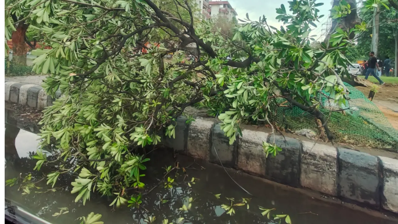 Trees Collapsed
