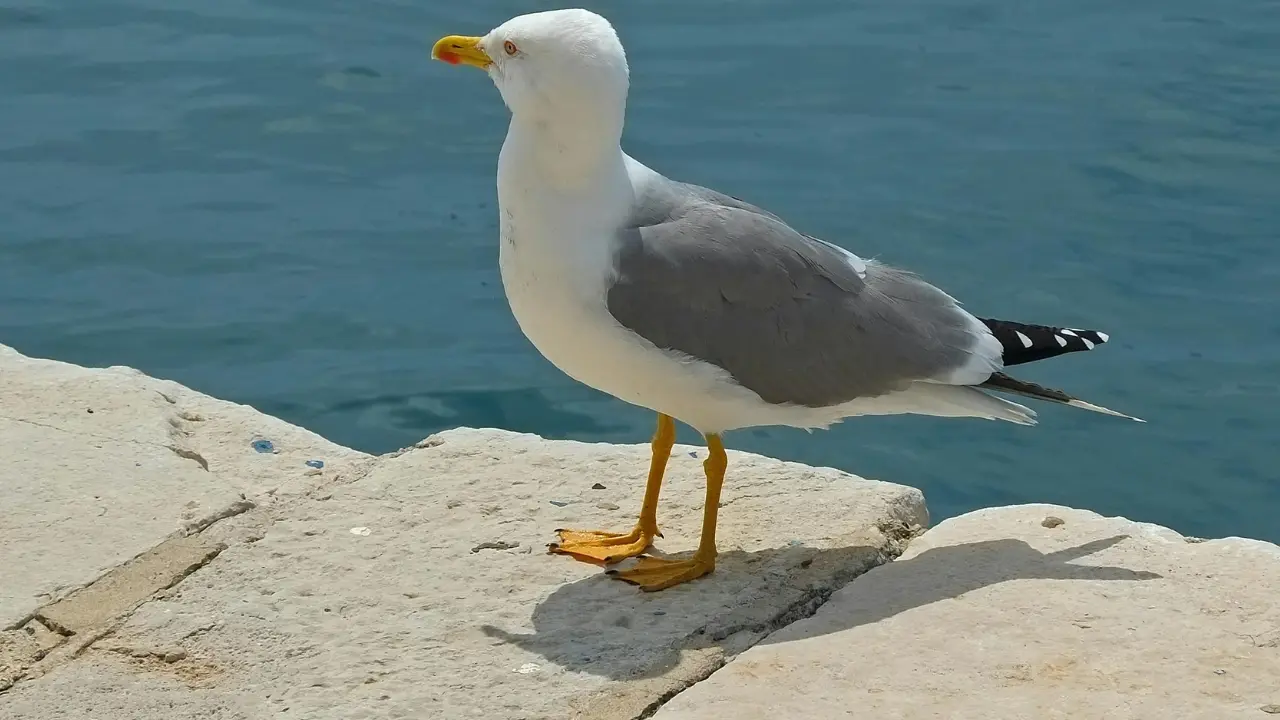 Laysan Albatross