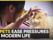 AI powered pets offer emotional support for youth