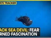 Deep-sea Anglerfish spotted on ocean's surface