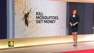 Philippines village offering bounties for killing mosquitoes
