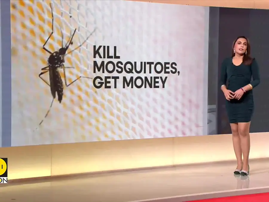 Philippines village offering bounties for killing mosquitoes