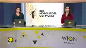 Kill mosquitoes and get money: Philippines solution to curb dengue outbreak