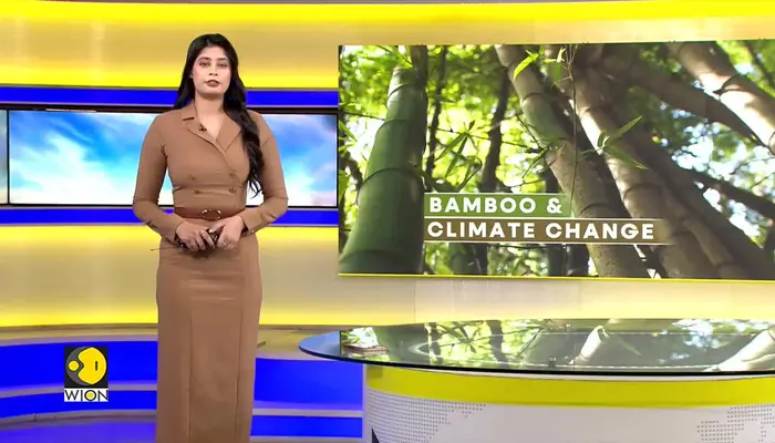 Kenya turns to bamboo in ambitious tree cover expansion