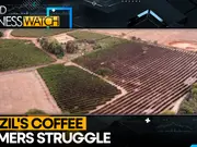 Global coffee prices surge as Brazil records hottest year