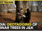 Geotagging of chinar trees in J&K: Effort to conserve renowned trees
