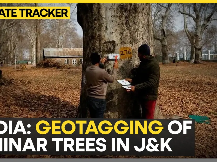 Geotagging of chinar trees in J&K: Effort to conserve renowned trees