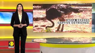 India: First successful ostrich breeding in Ramniwas Bagh Zoo, Rajasthan
